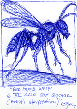 EGON ZIPPEL / Online Archive Insects 