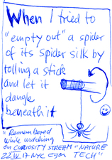 EGON ZIPPEL / Online Archive Insects 