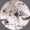 EGON ZIPPEL / Online Archive Insects / Spiders 