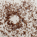 EGON ZIPPEL / Online Archive Insects / Spiders 