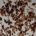 EGON ZIPPEL / Online Archive Insects / Spiders 