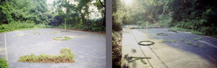 EGON ZIPPEL / Online Archive Various Growing "weeds"