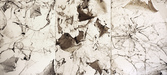 EGON ZIPPEL / Online Archive Insects / Spiders 